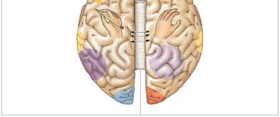 Writing Auditory cortex General interpretive center (language and mathematical calculation) C O RP U S C A L L O SU M RIGHT HAND Prefrontal cortex Anterior commissure Analysis by touch Auditory