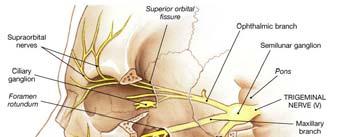 for 4 of the extraocular muscles Trochlear nerves (IV) Innervate the superior oblique