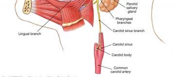 Accessory nerves (XI)