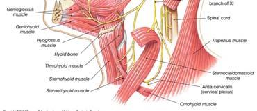 pectoral girdle
