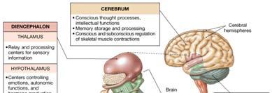 Embryology of the brain The brain forms from three swellings (the primary brain vesicles) at the
