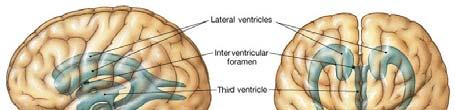 (CSF) which circulates from the ventricles and central canal of the brain into the subarachnoid