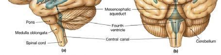 The bones of the cranium 2 The cranial meninges 2. The cranial meninges 3.