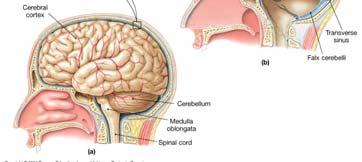 the periosteum of the cranial bones, thus there is no epidural space The inner layer of the dura mater extends via dural folds into the