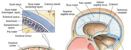 hemispheres), the tentorium cerebelli (above the cerebellum), and the falx cerebelli (below the cerebellum) The Arachnoid The cranial