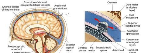 Cerebrospinal Fluid Cerebrospinal fluid (CSF) completely surrounds and bathes the exposed surfaces of the CNS The CSF has several functions, including Cushioning the neural structures Supporting the