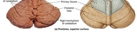 The Cerebellum The cerebellum is an automatic processing center