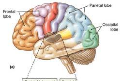 The Diencephalon The diencephalon is composed of The epithalamus The hypothalamus The thalamus The epithalamus is the roof of the diencephalon superior to the third ventricle The
