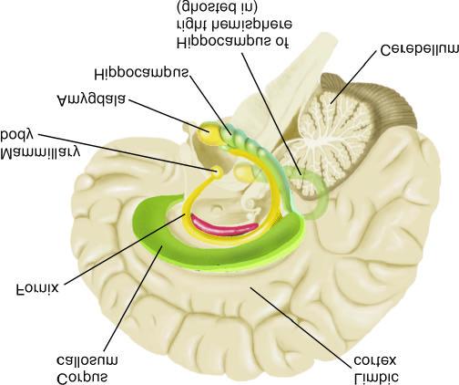 Limbic System The limbic system is comprised of Hippocampus: involved in learning and memory Amygdala: involved in emotion