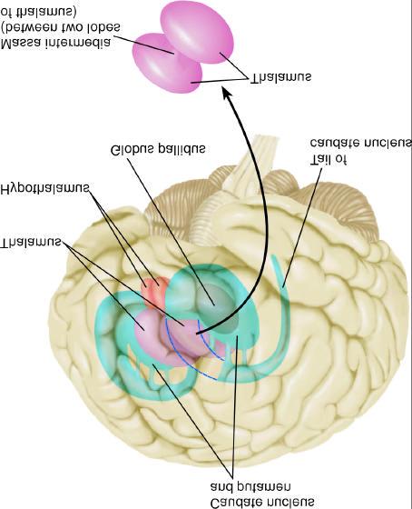 Diencephalon Diencephalon consists of Thalamus: contains nuclei that receive sensory information and transmit it to cortex