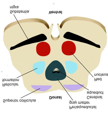 Mesencephalon The mesencephalon (midbrain) consists of Tectum is the dorsal portion of midbrain Superior colliculi: visual system Inferior colliculi: auditory system Tegmentum is the