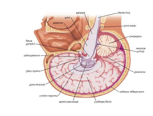 Metencephalon Metencephalon consists of the Pons Contains the core of the reticular formation The