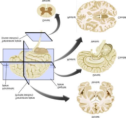Planes of Section The brain can be sectioned in three planes Each section provides a