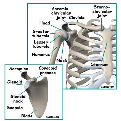 Anatomy A Patient's Guide to Adult Clavicle Fractures Adult Clavicle Fractures The clavicle, commonly called the "collarbone", forms a strut that connects the rib cage to the scapula ("shoulder