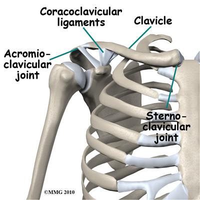 This joint is called the acromioclavicular (AC) joint. At proximal end, the clavicle forms a joint with the sternum called the sternoclavicular (SC) joint.