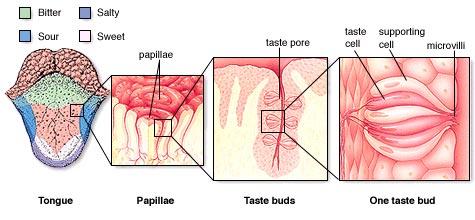 Taste receptors