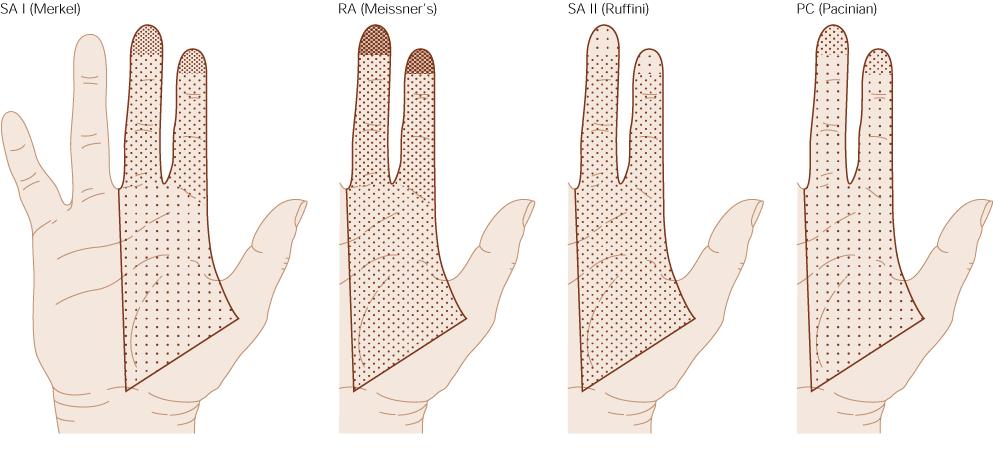 Receptor density in glabrous skin! Fingertip! RA = 141 /cm 2 SA I = 70 /cm 2!