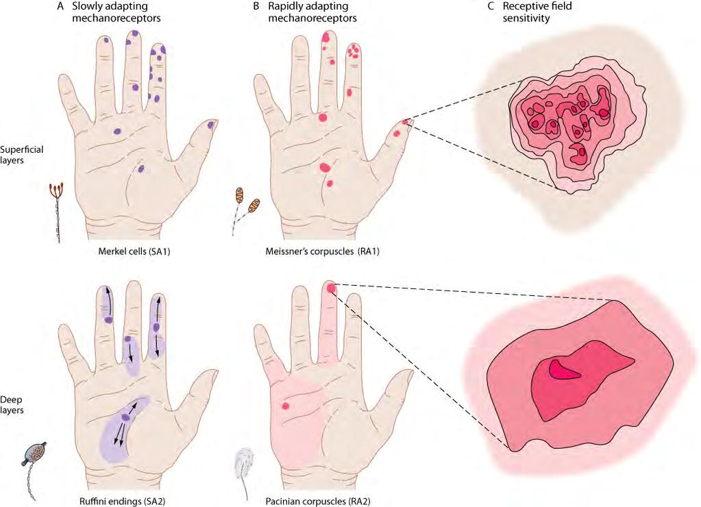 Receptive fields of touch receptors differ in