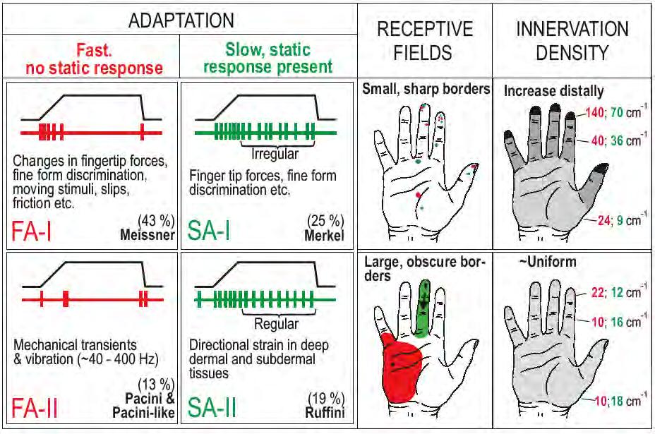 Touch receptor response properties!