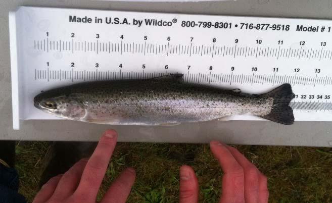 The Experiment Smolts collected at Nisqually R. and Green R.