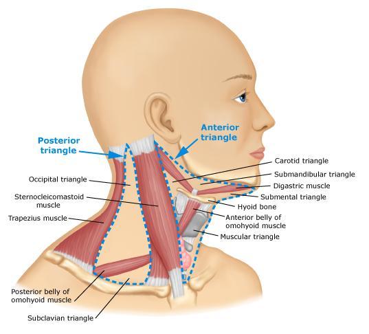 Anatomic Triangles of Neck Anterior triangle: bordered anteriorly by the midline, posteriorly by the sternocleidomastoid muscle, and superiorly by the lower edge of the mandible.