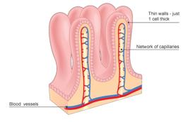 B2.32 - Villi Questions: 1. What adaptations does the small intestine have for absorption? 2. What effect does Coeliac disease have on the villi in the intestines? 3.