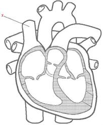 B2.28 - The Heart Label the diagram of the heart: Colour the oxygenated components of the heart RED and