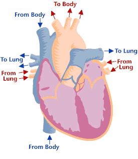 The Cardiac Cycle The Cardiac Cycle is the sequence of events which occurs when the heart beats.
