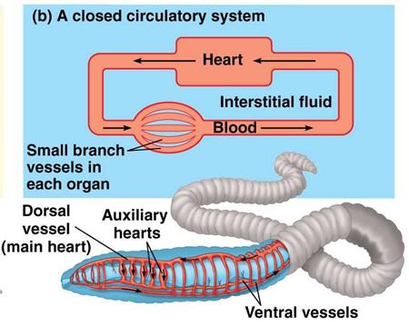 Closed Transport System 1. A closed transport system is a transport system in which the blood is pumped around the body within a closed network of vessel. 2. Provides a faster flow of blood 3.