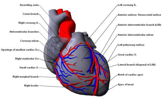 oxygenated blood from left ventricle to body Coronary Arteries and Veins