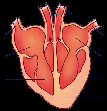 lungs The blood is then pumped from the left ventricle out of the heart to the rest of the body