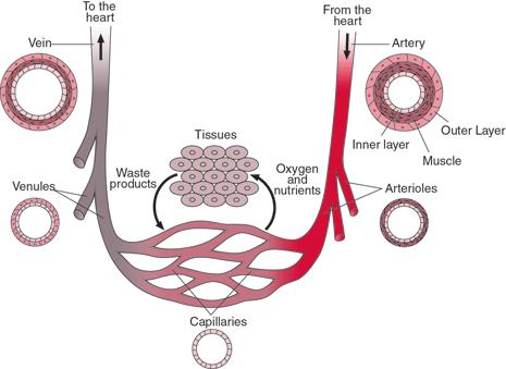 bloodvessels The blood vessels are a network of tubes to