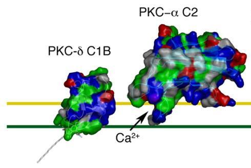 PKC are translocated to the membrane by their C1 and C2 domain