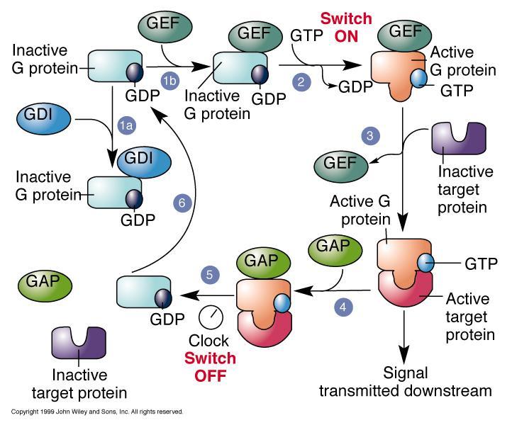G-protein cycle and regulatory proteins The activity state of a G-protein can be regulated by: GEF (guanine