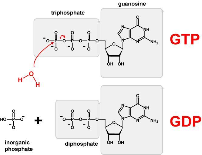 Biochemistry of GTP