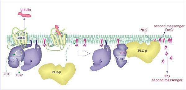 PLCb is activated by G-protein coupled receptors G-protein coupled receptors activate PLCb