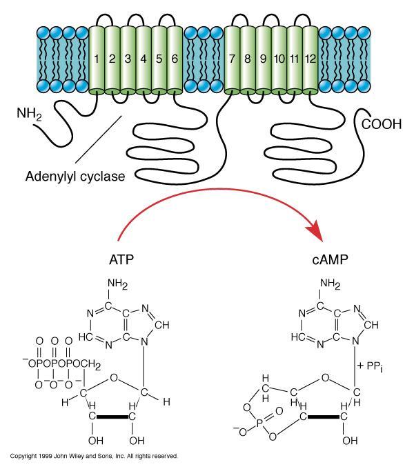 Adenylate cyclase is a large enzyme with 12
