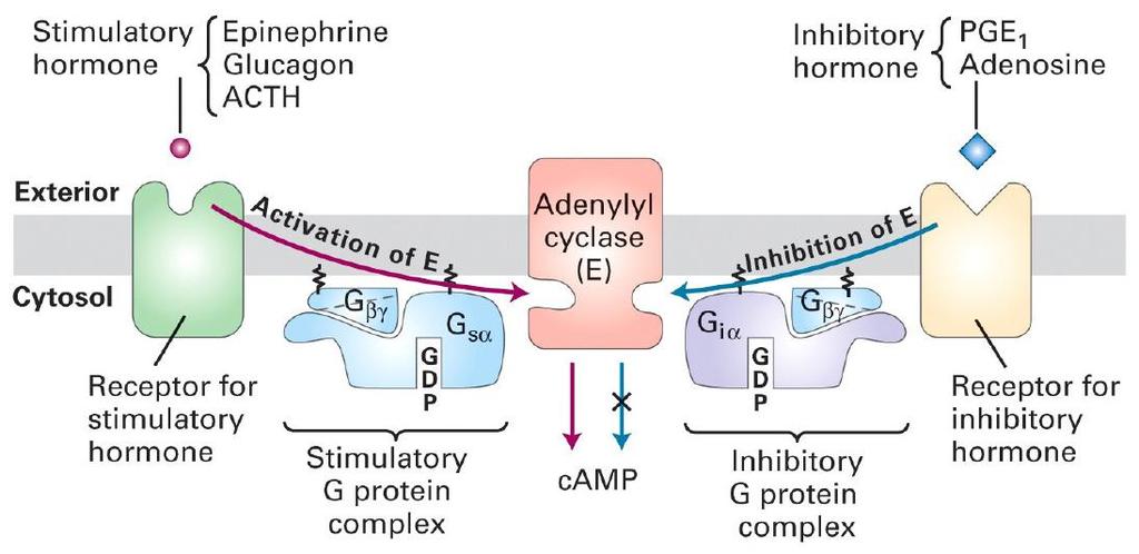 Adenylate cyclases (AC) can be differentially regulated by different types of G-proteins AC are transmembrane proteins that produce camp from ATP all are activated by G sa -GTP some