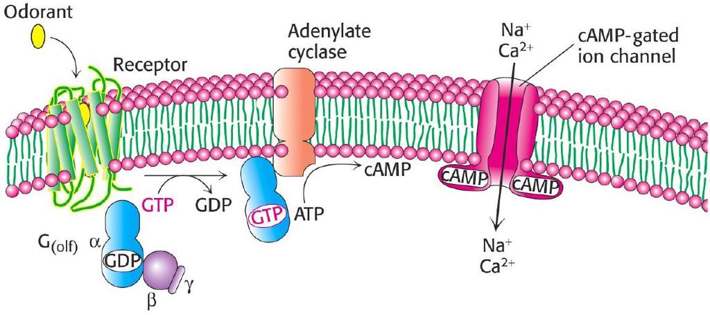 Smell involves GPCR activation and production of camp that opens an
