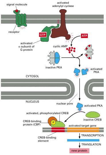 Downstream events provoked by PKA activation: CREB-mediated gene expression PKA can regulate gene expression by phosphorylating CREB Activated PKA can move into the
