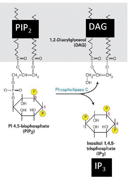 Phospholipase C hydrolyses PIP 2 into DAG and IP 3 1,2-Diacylglycerol (DAG) and Inositol 1,4,5- trisphosphate (IP 3 ) are potent second messengers Second messengers are intracellular signaling