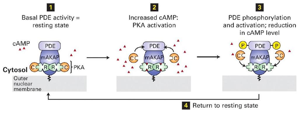AKAP proteins and regulation of PKA signaling A-kinase anchor proteins (AKAPs) bind PKA and determines its local concentration as well as access to substrates Different AKAPs are target to
