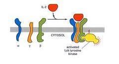 Cytokine receptor often