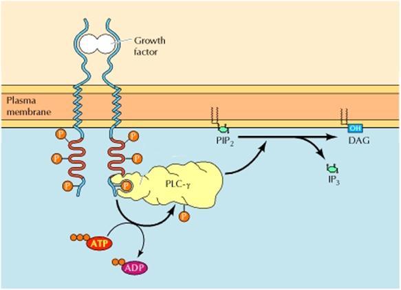 PLCg is activated by receptor tyrosine kinases Receptor tyrosine kinases activate PLCg Membrane recruitment