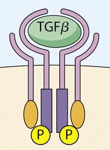 TGFb receptor-induced Smad