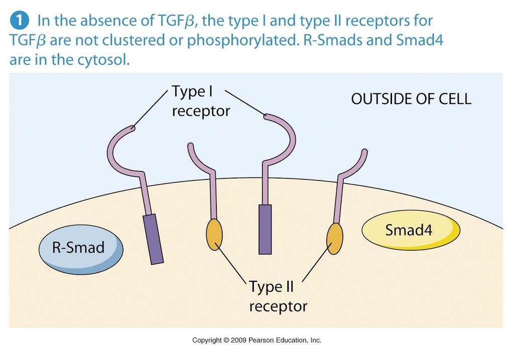 TGFb receptor