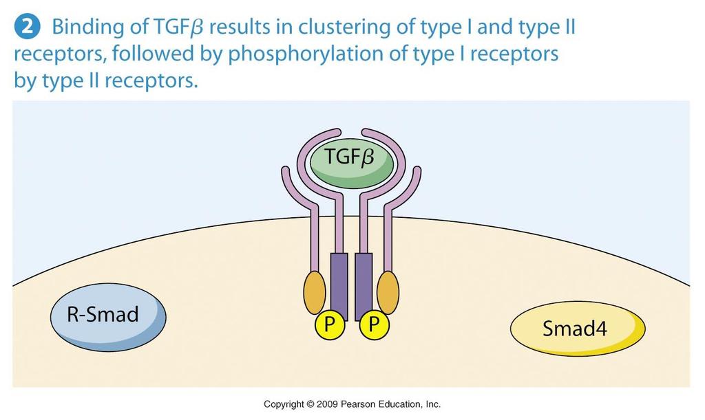 TGFb receptor activation (Serine phosphorylation) TGFb induce clustering of two type I