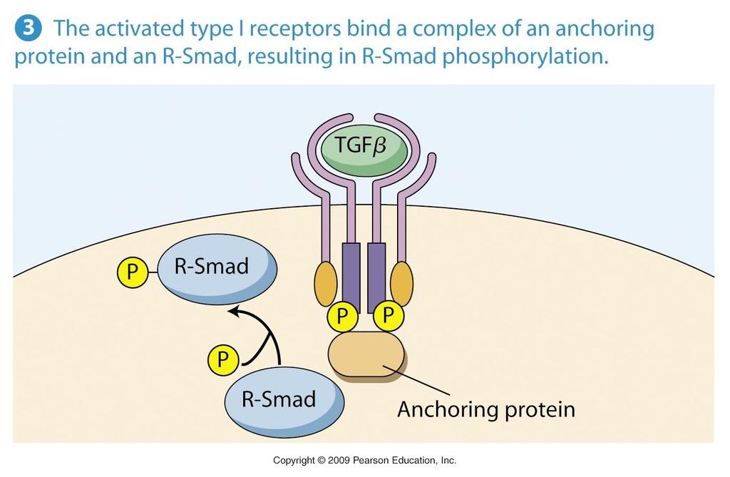 TGFb receptor activation and