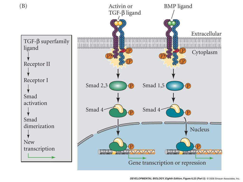 TGFb receptor superfamily consist