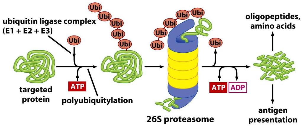 Proteasome is a large complex with multiple